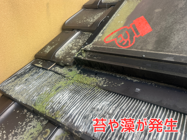 天窓のパッキン部分に付着した苔や藻