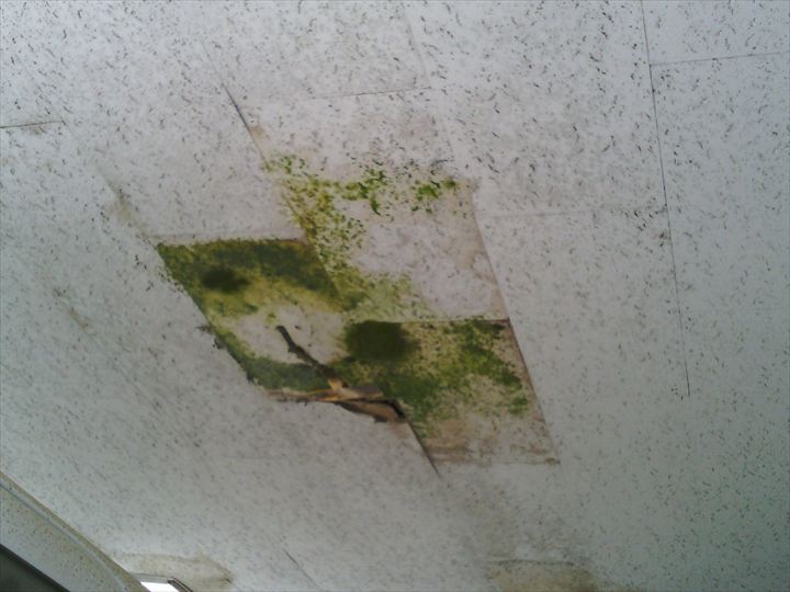 緑色のコケやカビが広範囲に繁殖した軒天